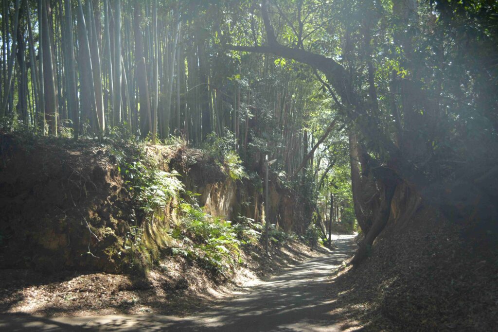 池辺町の竹林