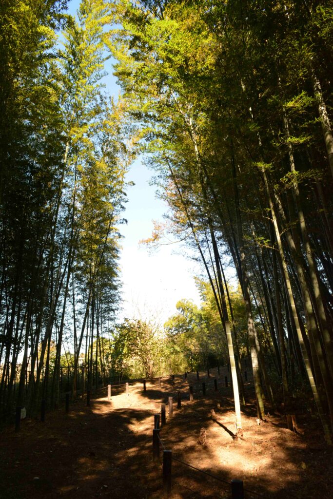 池辺市民の森　園路