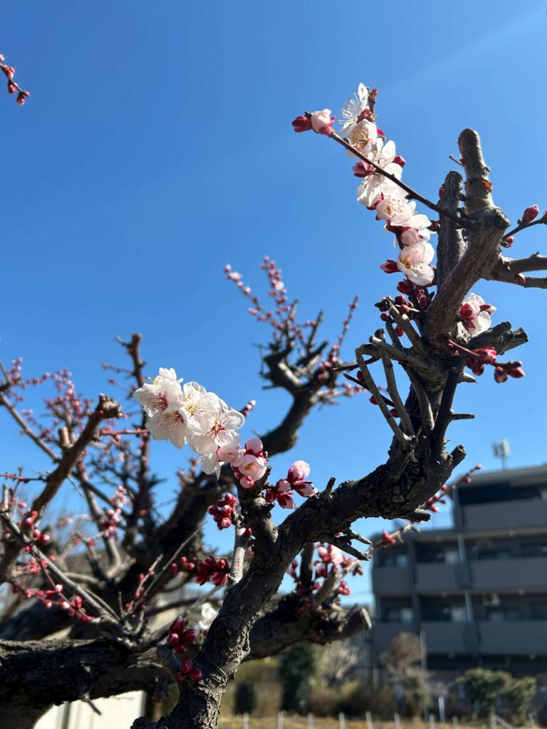 下藪根公園　梅の花