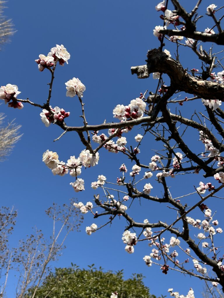 長王寺　梅の花