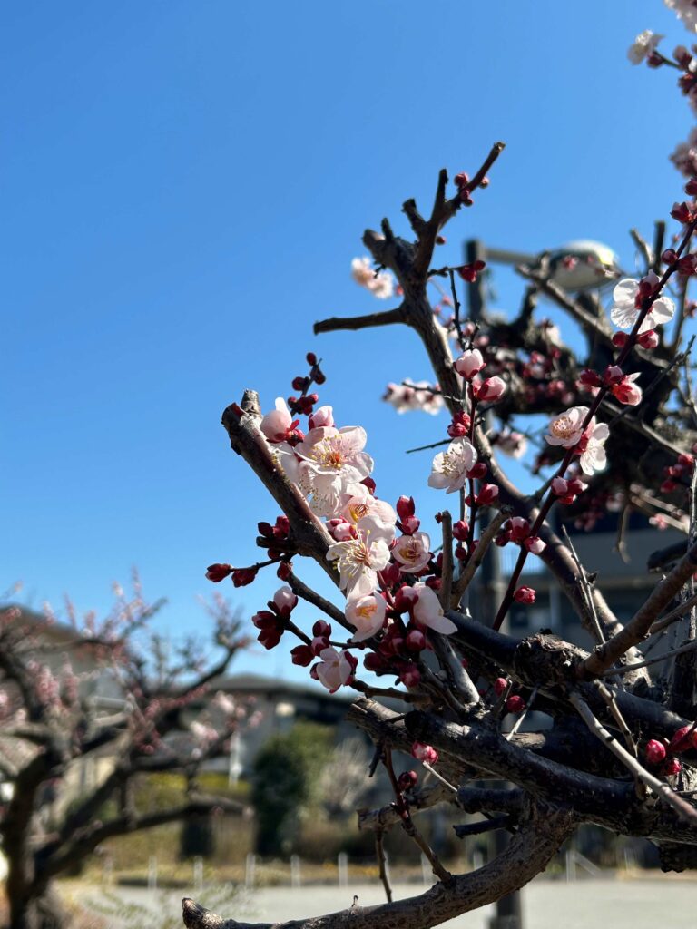 下藪根公園　梅の花