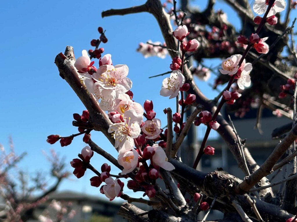 下藪根公園　梅の花