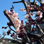 下藪根公園　梅の花