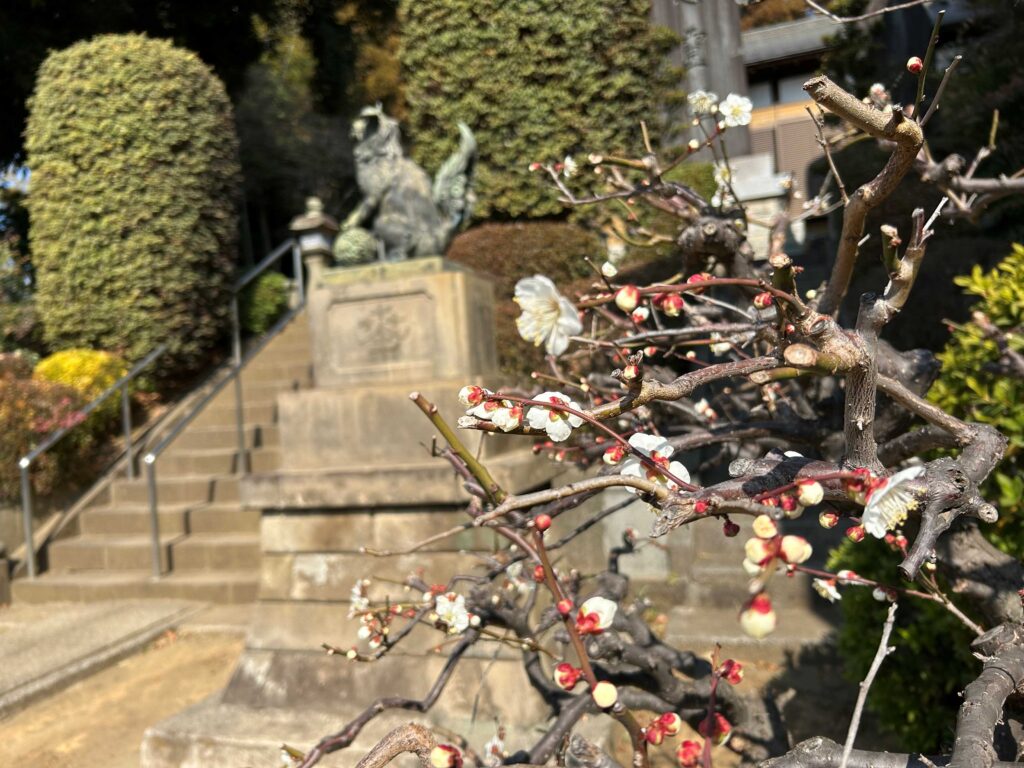 杉山神社　梅の花