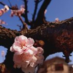 下藪根公園の梅の花