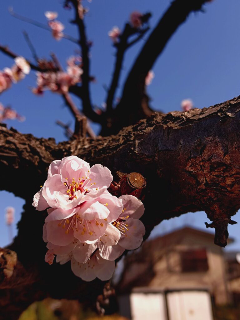 下藪根公園の梅の花