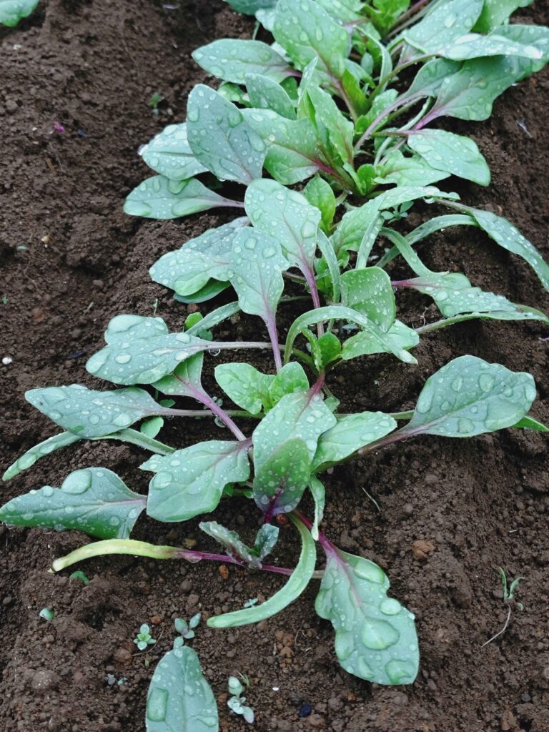 生長中のホウレンソウ