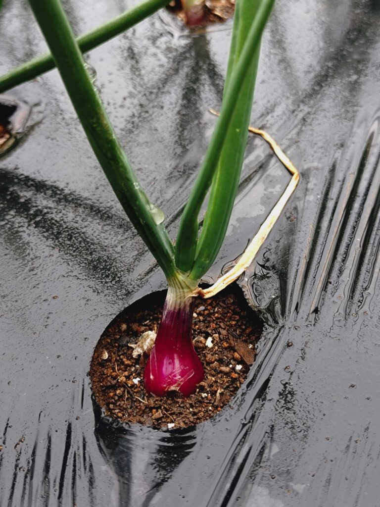 生長中の赤タマネギ