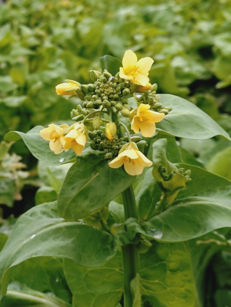 オレンジ白菜の菜花