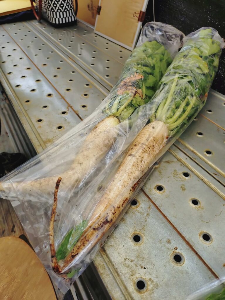 畑から収穫したての春大根