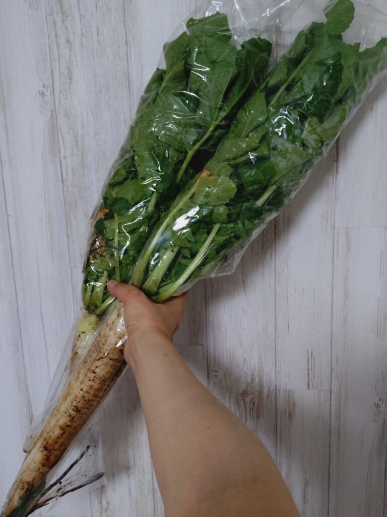春大根を手に持った様子