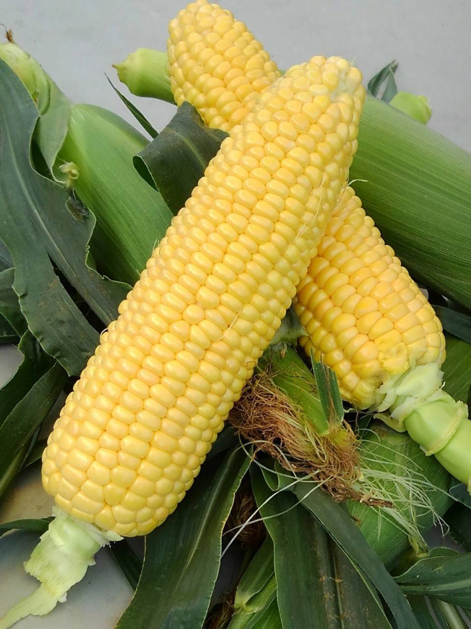 収穫直後のトウモロコシ