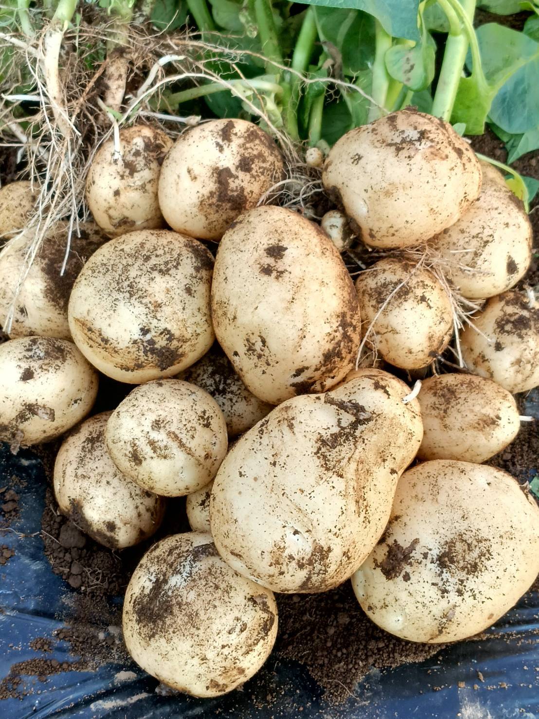 収穫直後のキタアカリ