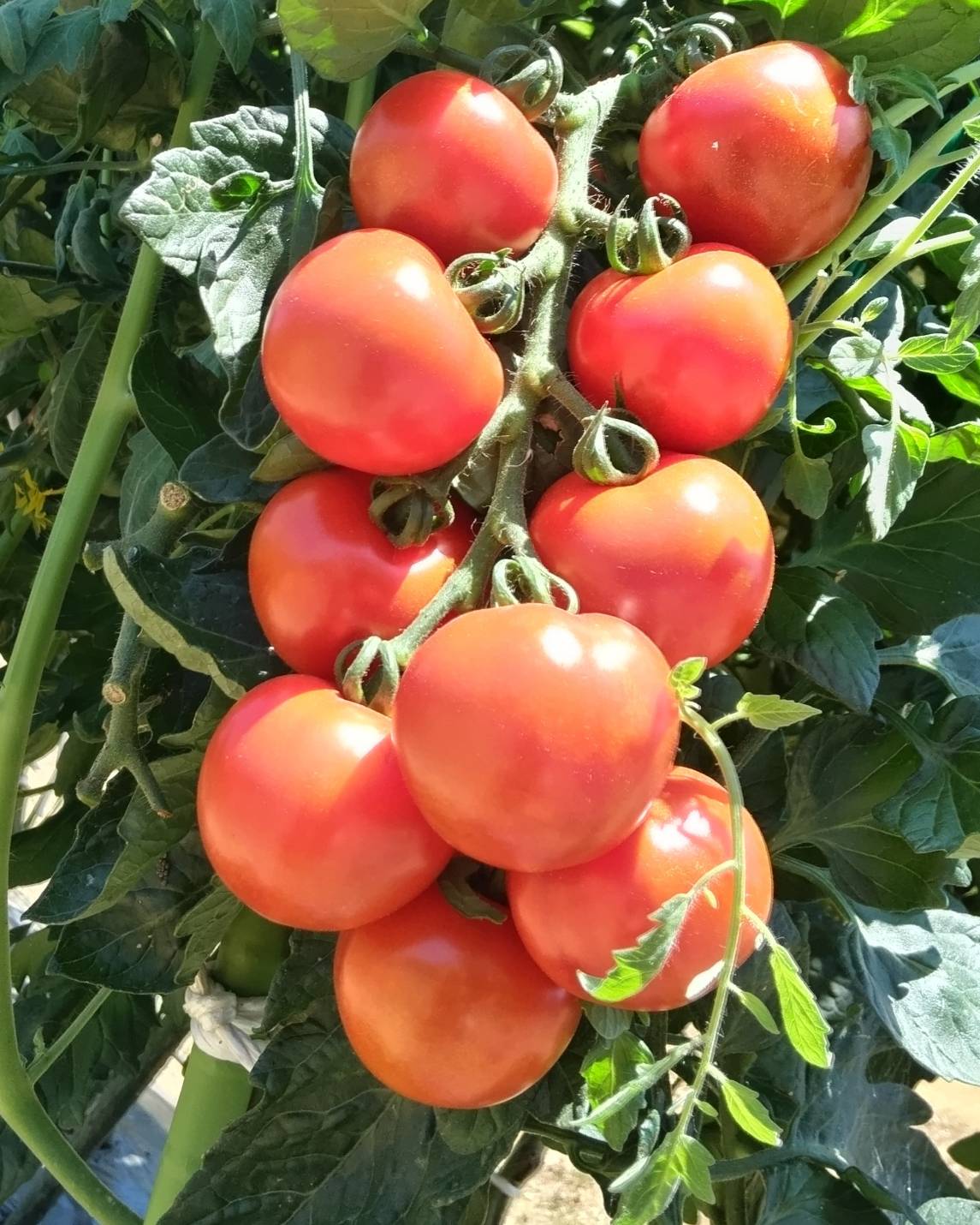 食べ頃のフルーツトマト