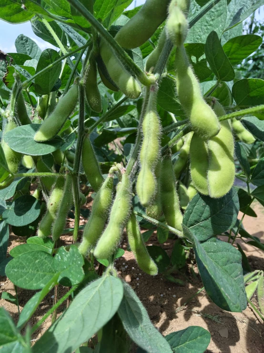 収穫間近の枝豆
