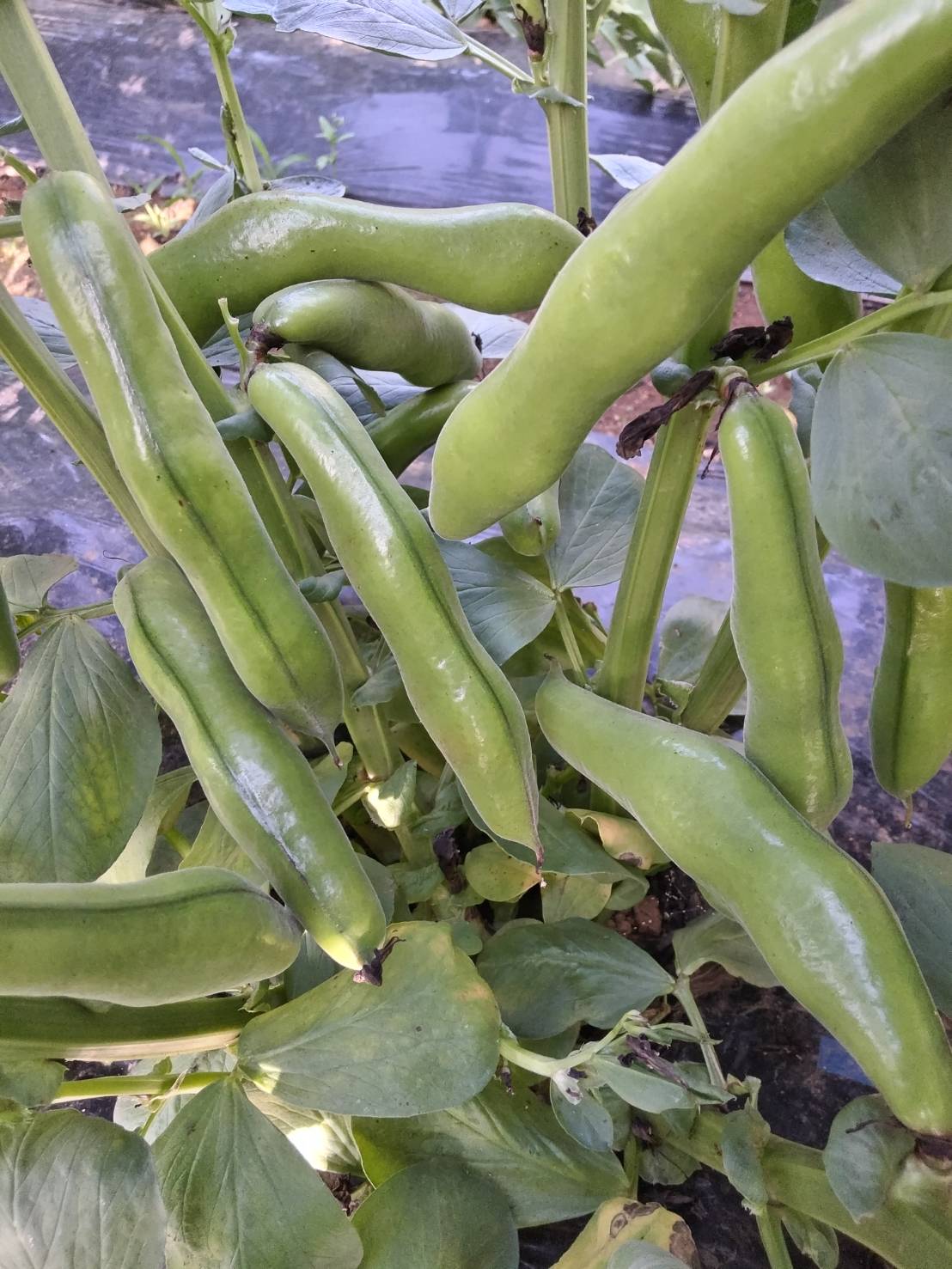 収穫目前のソラマメ