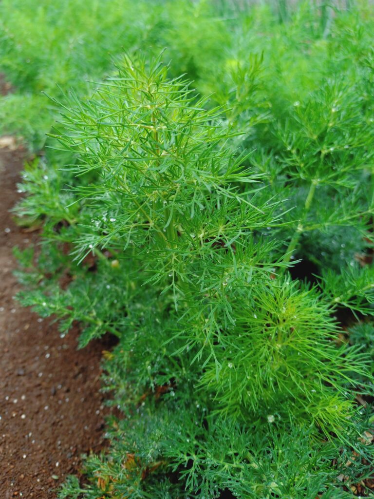 栽培中のディル