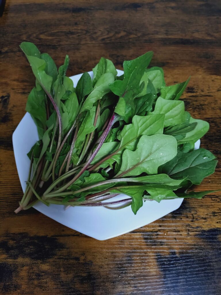 赤茎ホウレンソウ