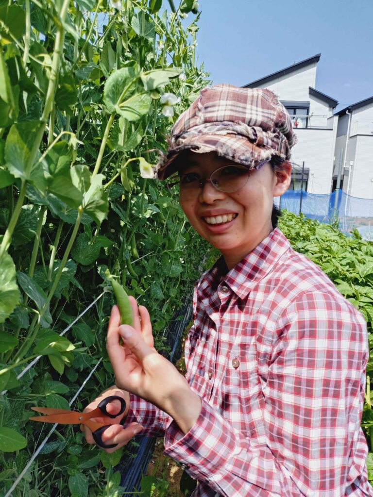 スナップエンドウを収穫する筆者