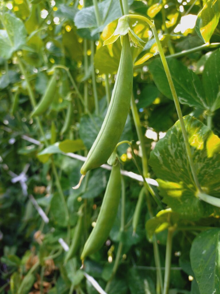 ツルの先に実ったスナップエンドウ