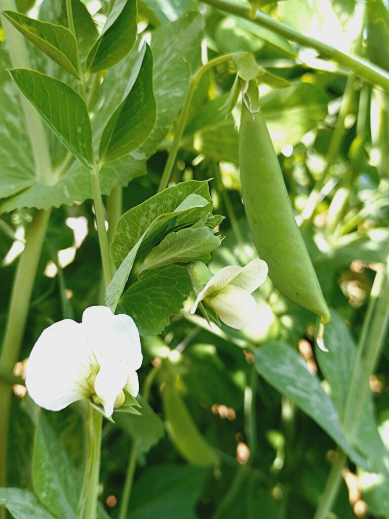 スナップエンドウの花