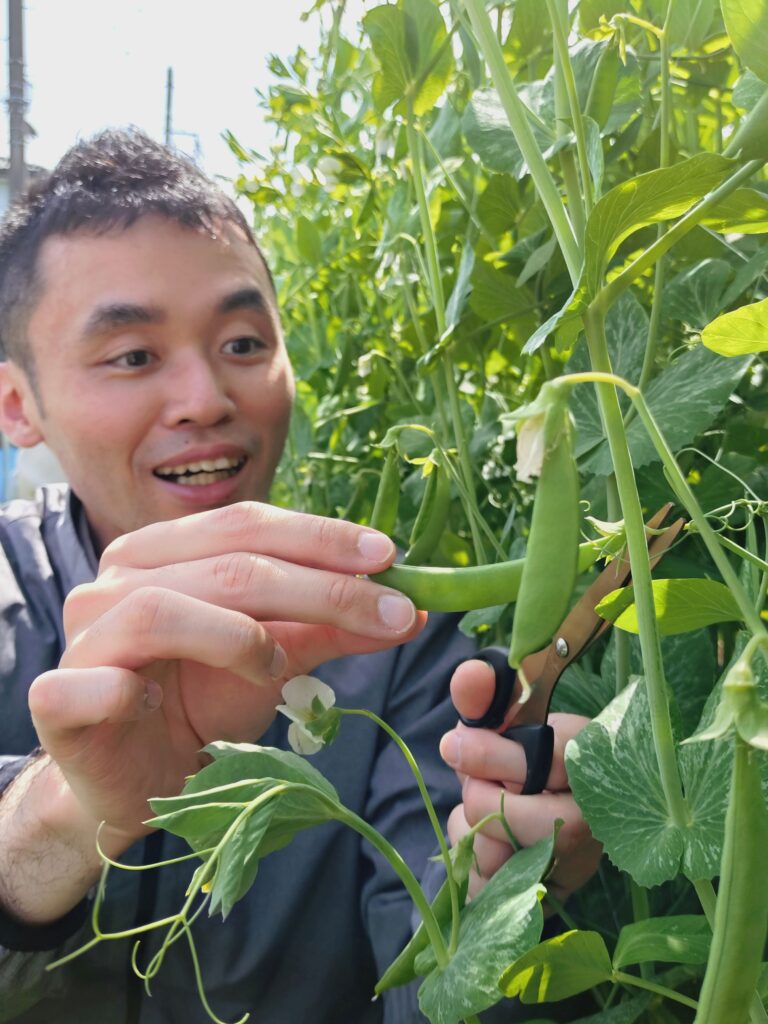 スナップエンドウを収穫する、さかす編集長