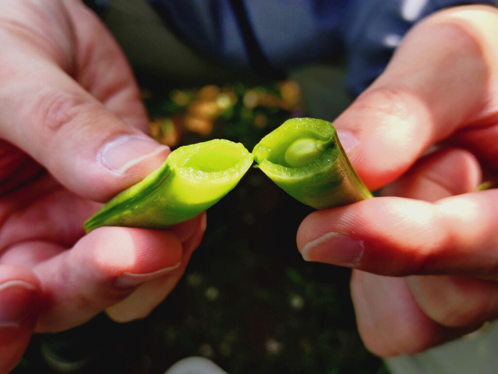 スナップエンドウの断面