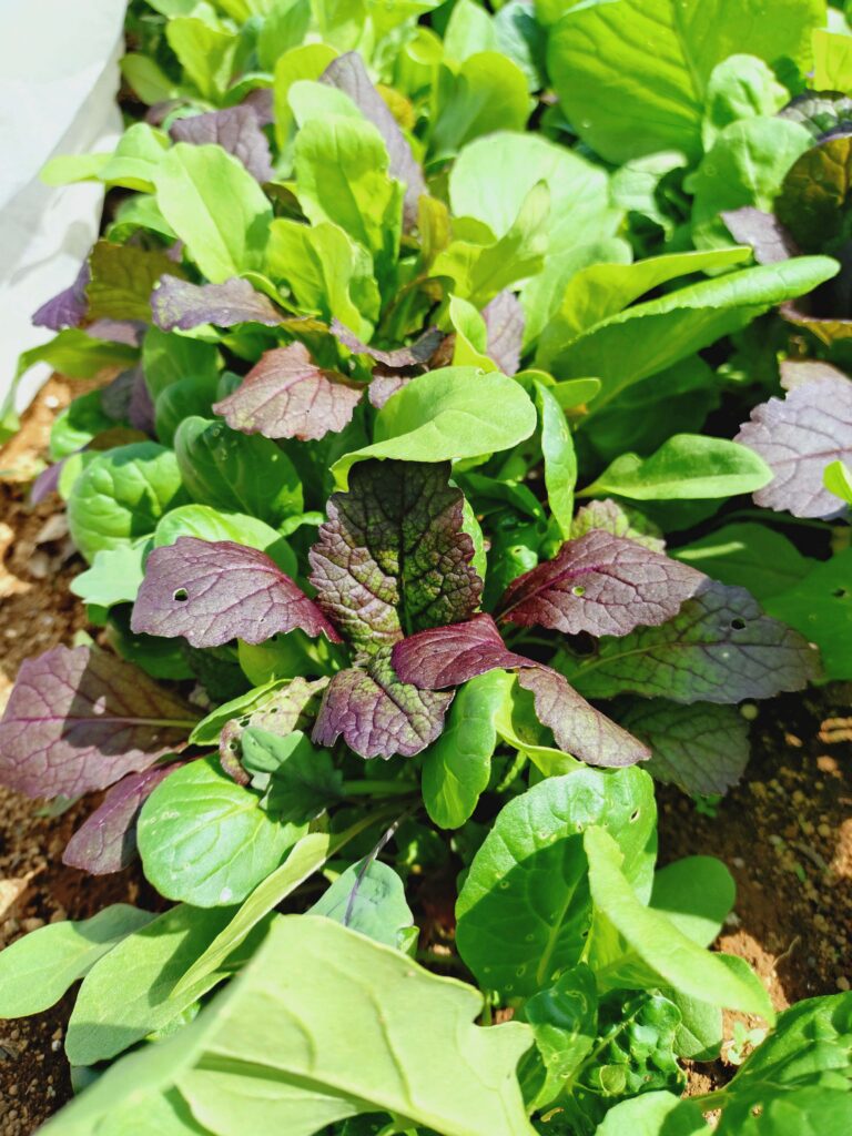 色鮮やかなサラダミックス