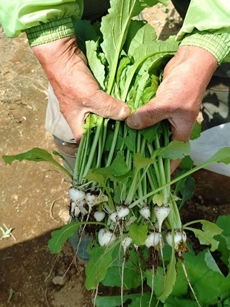 間引きサラダカブ