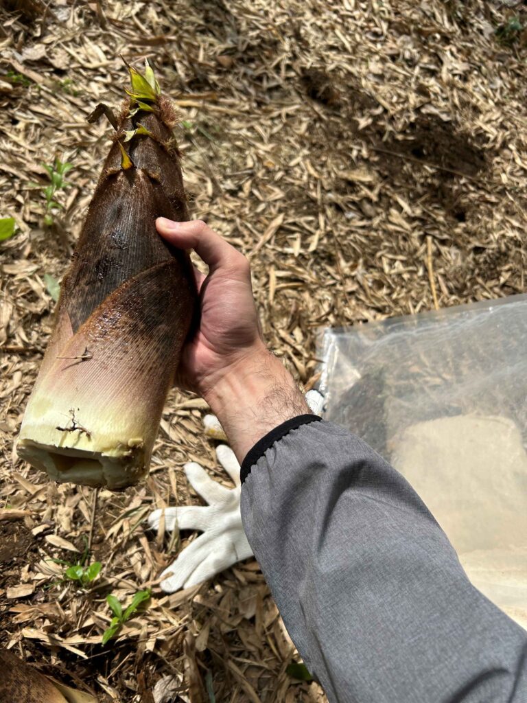 タケノコを手に持って撮影した様子