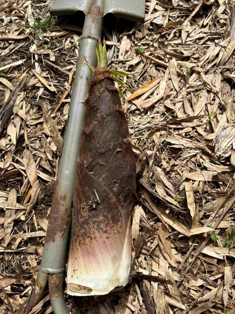 持参したスコップと掘り出したタケノコを並べて撮影