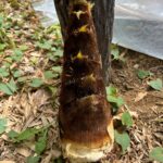 土から生えるタケノコ