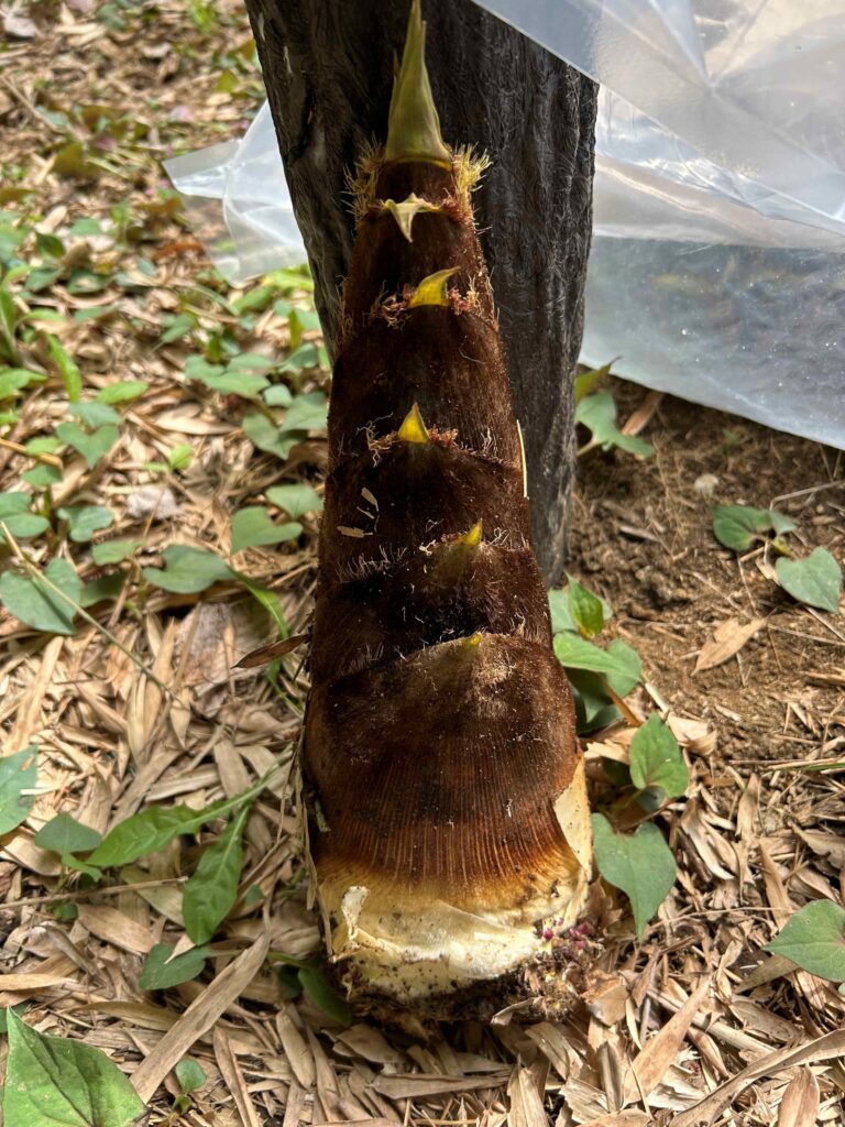 土から生えるタケノコ