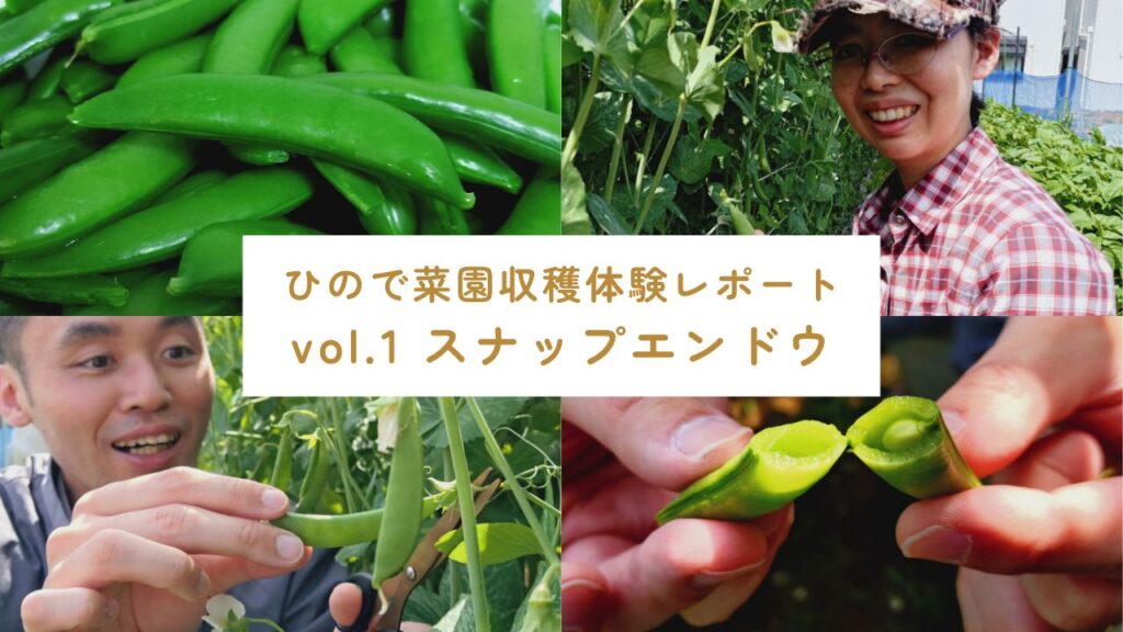 収穫体験 スナップエンドウ編 サムネイル