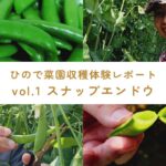 収穫体験 スナップエンドウ編 サムネイル