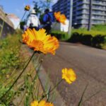 歩けあるけ大会　道中に咲いていたオレンジ色の花