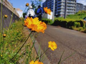 歩けあるけ大会 道中に咲いていたオレンジ色の花