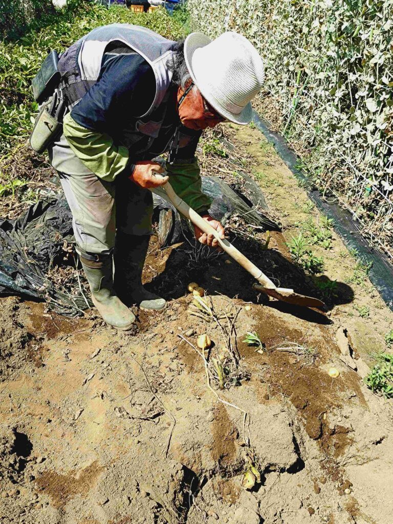 畑を掘り起こす日出山さん