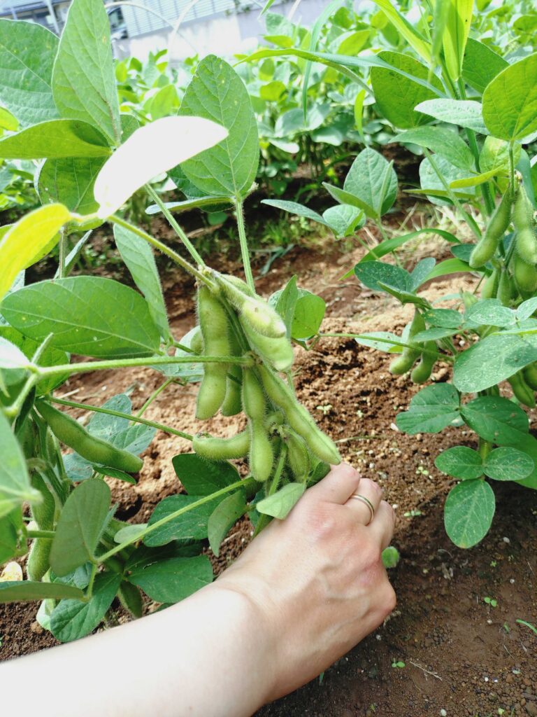 枝豆の収穫の様子