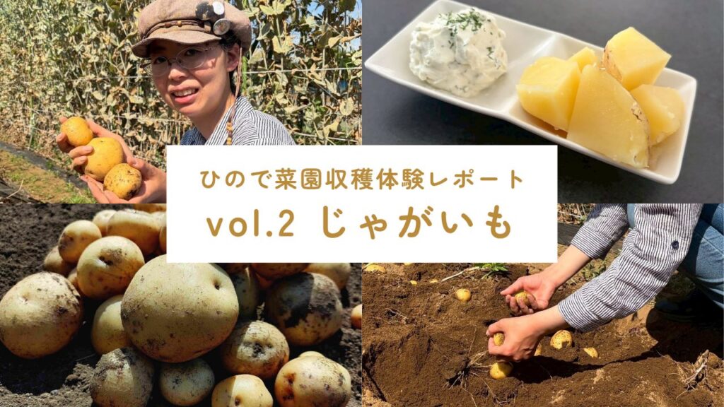 じゃがいも収穫体験サムネイル