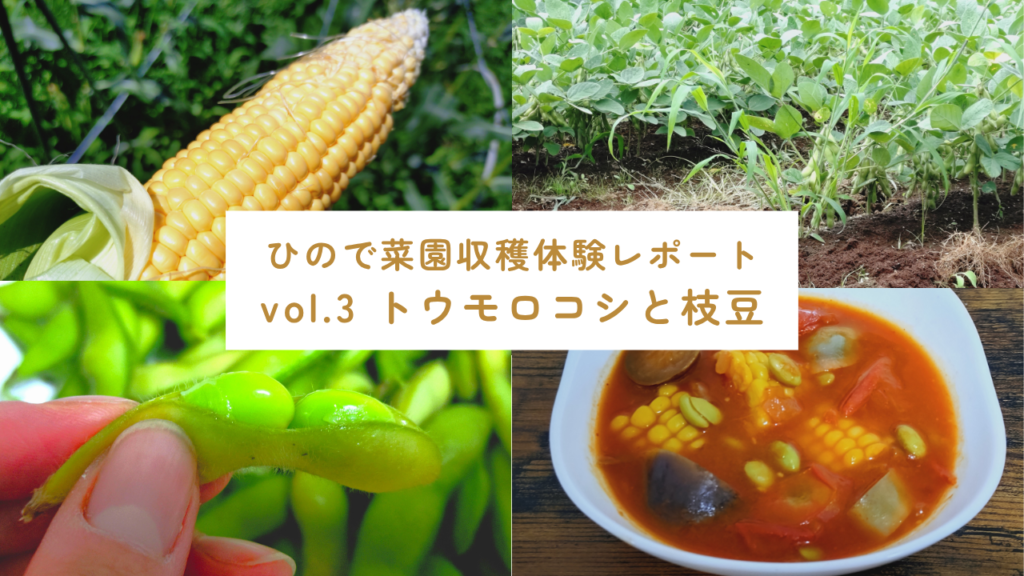 収穫体験 トウモロコシと枝豆 サムネイル