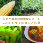 収穫体験 トウモロコシと枝豆 サムネイル