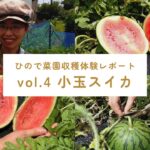 小玉スイカ収穫体験サムネイル