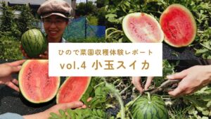 小玉スイカ収穫体験サムネイル