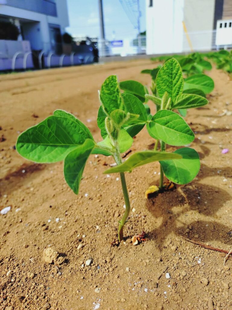 第一菜園の栽培の様子