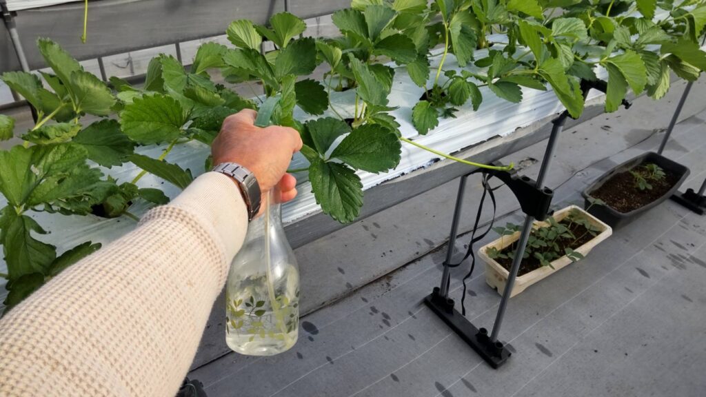 希釈液を噴霧する様子
