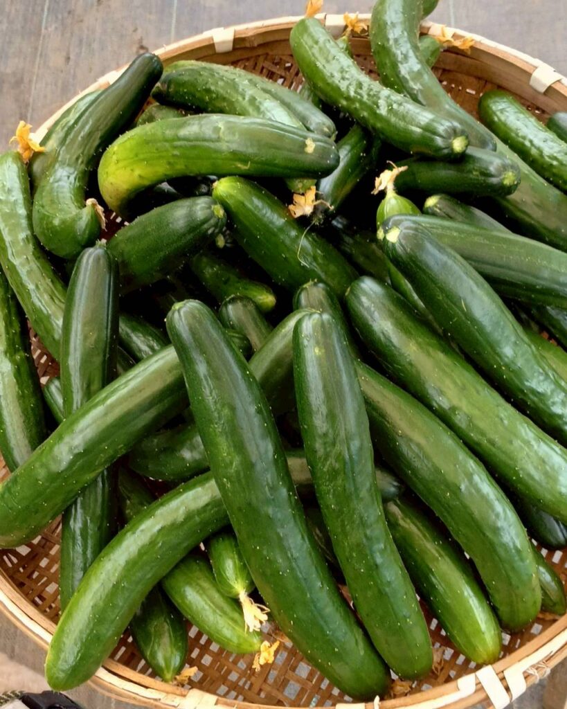 ひので菜園のきゅうり